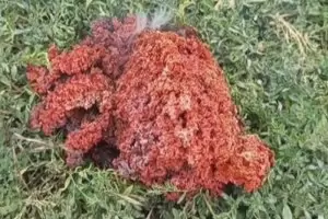 Тайнственият обект в Якоруда се оказа част от спътник