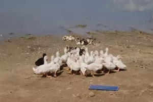 Колония патици съжителства с почиващите край язовир Копринка