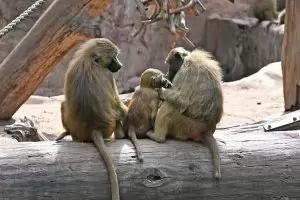 В зоопарка в Нюрнберг застреляха 12 павиана