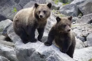 Мечка с мече е нападнала мъж в Девинско