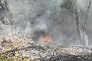 Поне 50 г. ще са нужни за възстановяване на горите в Пирин