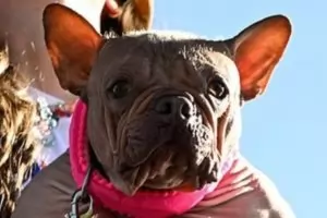 Булдогът Петуния спечели световния конкурс за най-грозно куче 