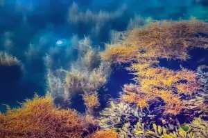 Как морето връща боклука, чието място не е на морското дъно