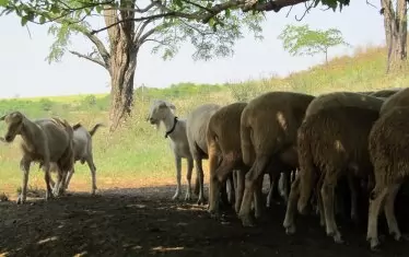  
Рано или късно ще се справим с чумата по овцете и козите. С недоверието обаче ще е много по-трудно.