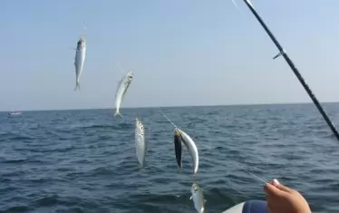  Двете чепарета за сафрид ги влачехме във водата без карбонови пръчки като любителите риболовци.