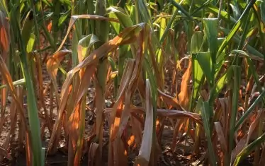  Жегата, обхванала Европа, това лято съсипа голяма част от реколтата. 