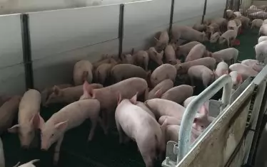  Втори голям свинекомплекс съди агенцията по храните