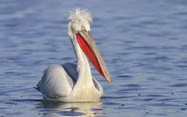   
 Пеликанът премръзнал, търсейки риба.
