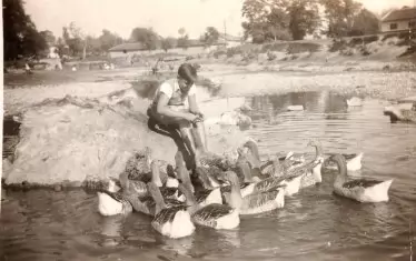  Джимо с неговите патки и гъски