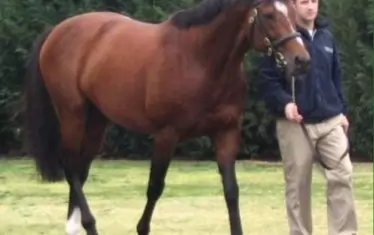  Най-търсеният и скъп кон за разплод - Галилео.