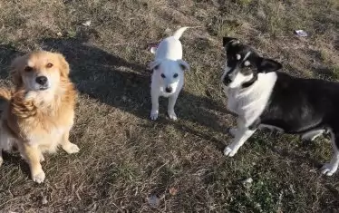  Дали едно куче е агресивно или не, не се определя от неговото тегло