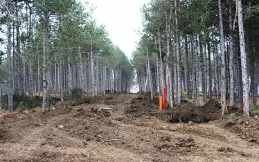  Гората на "Арапя" - тук вилното селище непрекъснато расте, броят на вилите първо уж беше шест, после 13, а сега вече са 23.