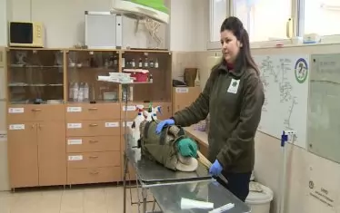 Розов пеликан е намерен прострелян по време на традиционното зимно преброяване на водолюбивите птици. Птицата е докарана в спасителния център в Стара Загора от района на Бургас, където е била простреляна с въздушна пушка.