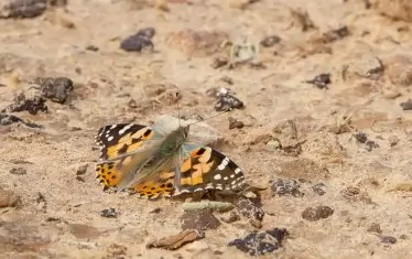 Пеперуди затъмняват слънцето по средиземноморското крайбрежие на Израел