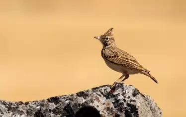 Чучулига