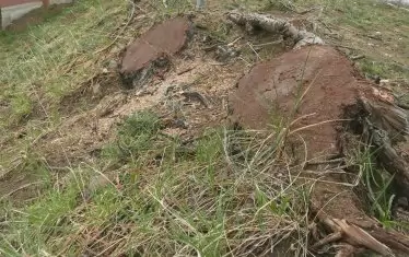 Част от пъновете са покрити с клони, а други са мазани с кал.  