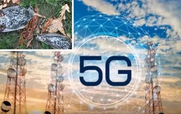 Информацията за умрелите от 5G мрежата птици в Хага се разпространи скорострелно. Птиците са умрели от пестициди. Холандски блогър си измислил случката.
