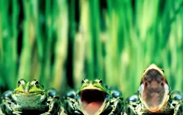 Всяка жаба да си знае супергьола.