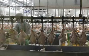  Украинско пилешко месо се 
             продава като произведено в ЕС