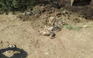 В края на юли миналата година кметът на Калояновец, Старозагорско, където уж работеше инсинераторът на “Еко БГ СЖП”, откри ями с незаконно загробени огромни количества патици и прасета. Снимката е на кмета.