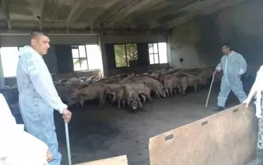  Снимки от свинефермата със 17 000 животни в с. Николово, Русенско, обиколиха социалните мрежи. Умъртвяването им не става според изискванията на европейската директива.