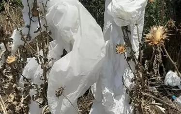  Защитните облекла на служителите на БАХБ след акцията в село Зидарово, Бургаско, бяха изоставени в храстите край селото, въпреки че трябва задължително да бъдат унищожени, тъй като са потенциален преносител на вируса. Снимките са отпреди седмица.