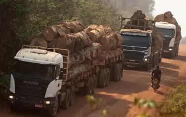 Бизнесът с дървесина е много доходоносен в Бразилия. 