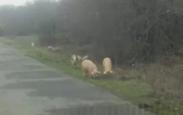  Прасета край шосето. Снимката е направена от автора чрез телефон в района на гр. М. Търново през 2019 г. Подобни гледки се срещат навсякъде в страната.