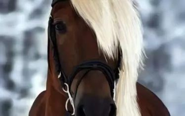 Блондинка глиже. 