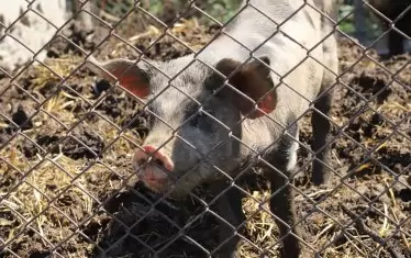 Огнищата на чума по свинете не спират да се появяват