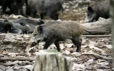  Заразата тръгва от дивите прасета. 
