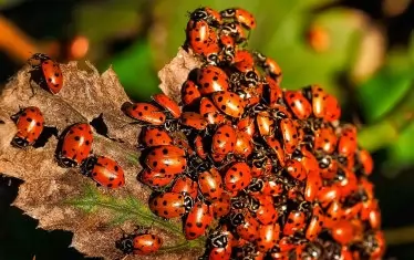 Дали ни се иска, или не - утрешният ни свят ще бъде червен. Червен от калинките, плътно накацали, облепили българския пейзаж.