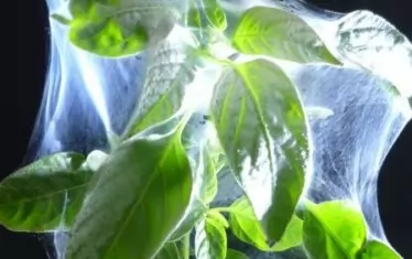 С помощта на нановлакната могат да се предпазват растения от вредители.