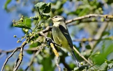 " Навръх тополата"