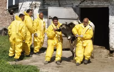 През 2016 г.  едрият рогат добитък в Южна България бе заразен с нодуларен дерматит и бе умъртвен.