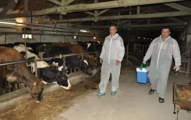 94 едри преживни животни се движат в държавата, или са напуснали България, или са умрели, без БАБХ да е разбрала това(...). Дали това е голяма бройка или малка, няма да коментираме, само ще кажем, че това представлява 12% от популацията в България.