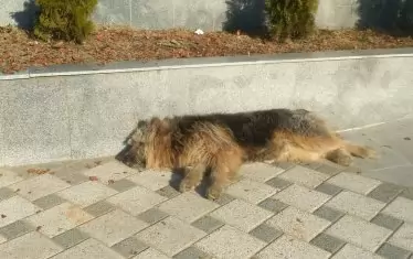 Симитлийски кеф на ремонтиранко. 