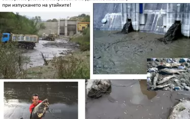 При изпускането на утайките животът в реката буквално се убива. Кадрите с мъртвия шаран са от с. "Ботуня". Специалистите от "Балканка" са категорични, че преграждането на реките вреди както на видовете, така и на миграцията на седименти, което води допълнително до вкопаване на реките и дънна ерозия. Така реките заприличват на канали и при наводнения водите са много по-високи от обичайното, обясняват експертите.