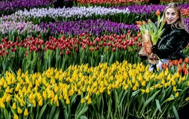  На 19 януари в Нидерландия е Празникът на лалето.