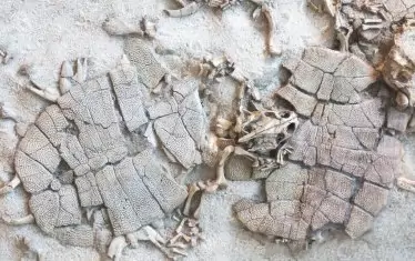 Триметрова рогата костенурка смая палеонтолози във Венецуела