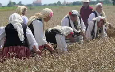 Пред нас са блеснали житата, или 
реколтата като повинност