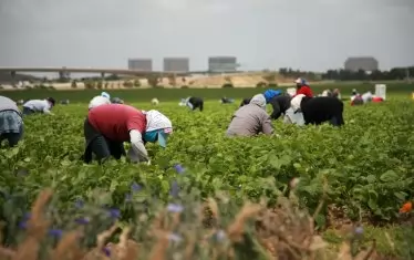 Някои земеделски работи разчитат на ръчен труд и многобройни сезонни работници.
