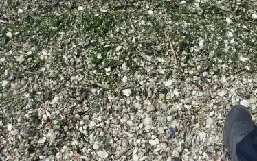 Голямото количество измряла риба отсъства от вчерашните кадри на Басейнова дирекция - Варна.