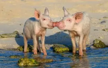 Там, край морето... Еко френдли. 