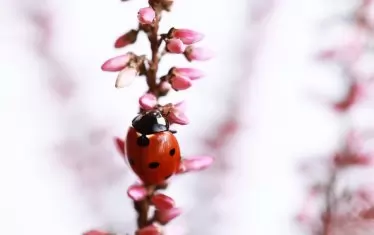 По кариерната стълбица.