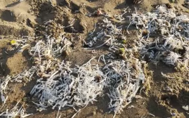 И изхвърлена на плажа.