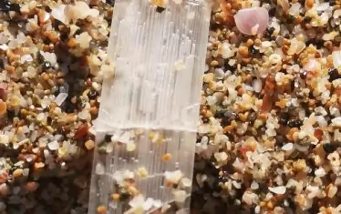 Силно увеличеното изображение показва защо летовниците взимат изхвърлената на пясъка морска трева за найлонови отрязъци.