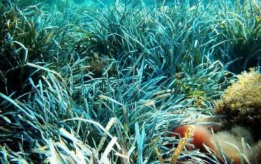 Морската трева в естествената си среда.