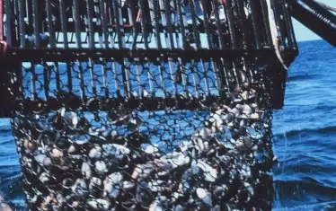 Еколози и рибари спорят колко вредно е траленето за екоистемите в Черно море .