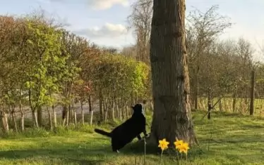  Любимецът на британското Външно министерство в своя "хоум офис".